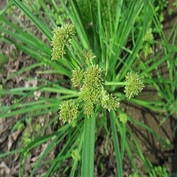 agacha-nashok