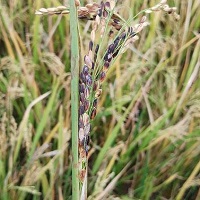 GCCL Crop Care ছত্রাক